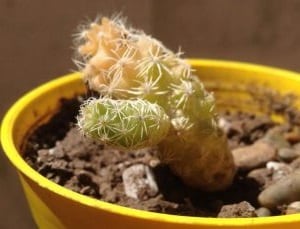 cactus turning yellow 1