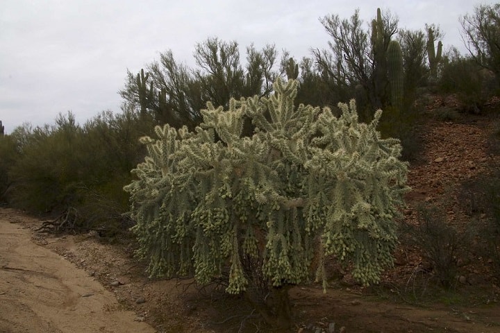 cholla cactus poison 1