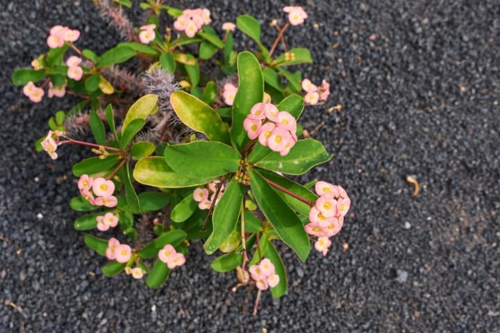 crown of thorns plant leaves turning yellow