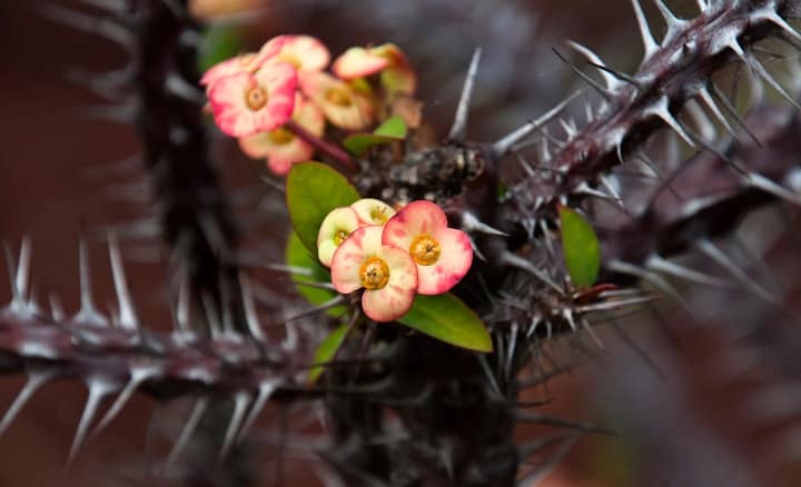 crown of thorns plant losing leaves