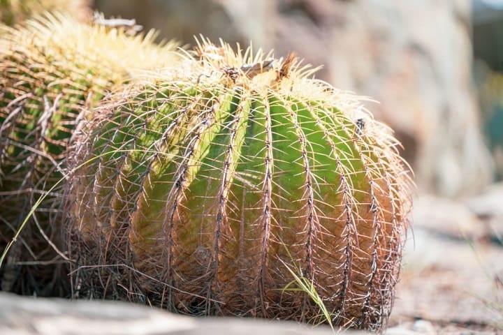 best cactus fertilizer ratio