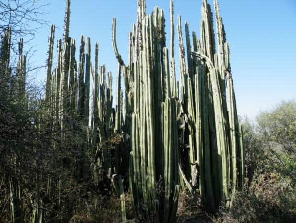 desert cactus