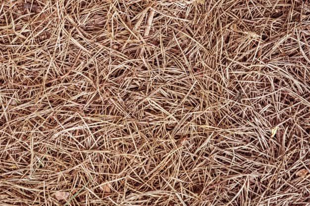 can pine needles be used as mulch