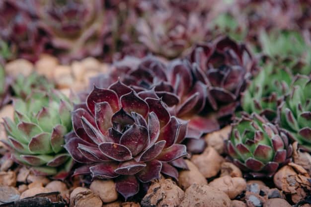 hens and chicks plant care winter hardy