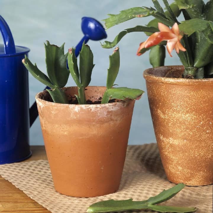 how to plant a christmas cactus cutting