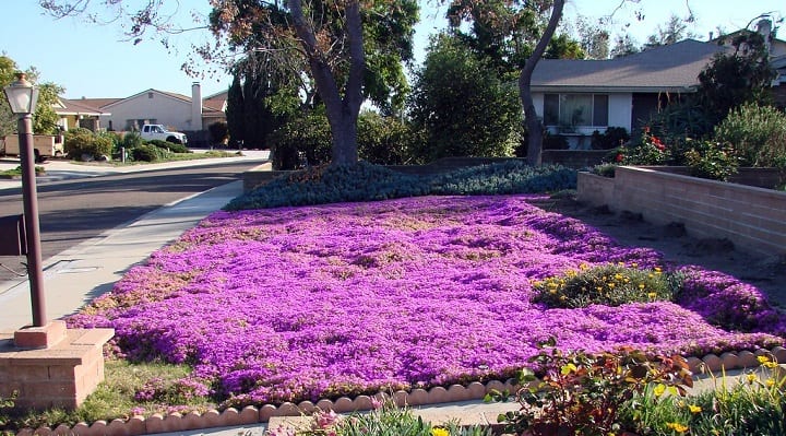 Delosperma Congestum Gold Nugget 30 Seeds Very Cold Hardy Succulent Ice Plant
