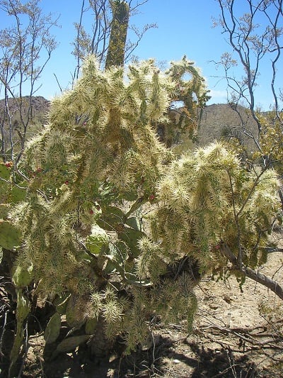 jumping cholla cactus