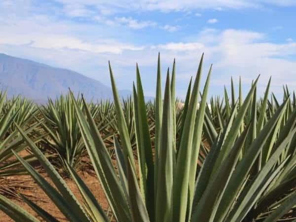 plants that survive in the desert