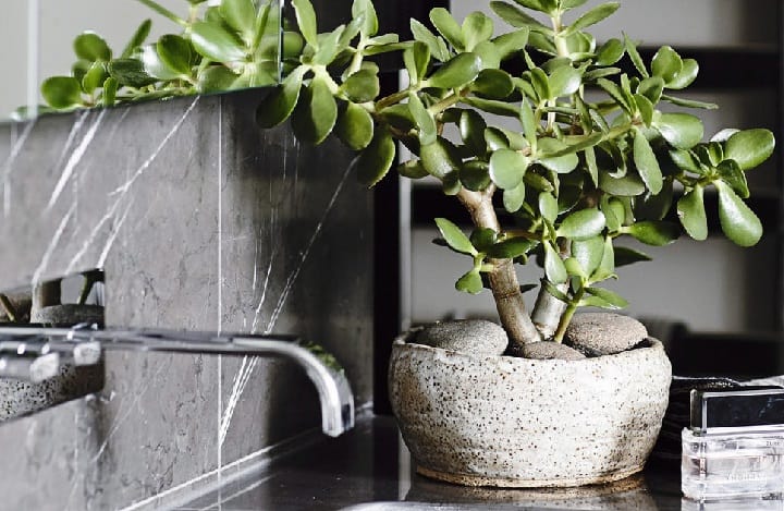 best pot for jade plants