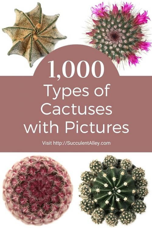 types of cactuses with pictures 1