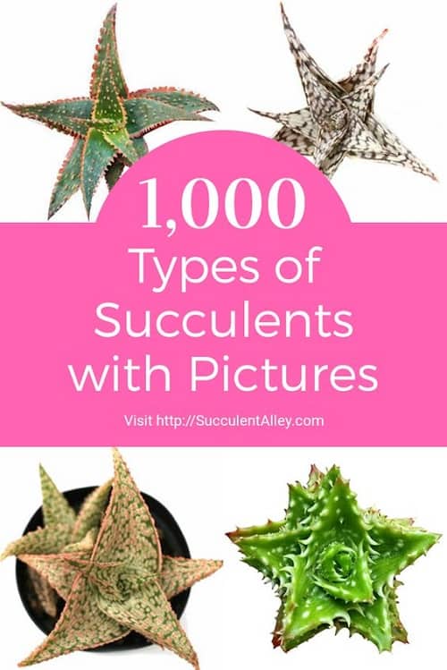 types of succulents with pictures