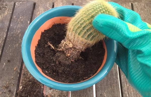 when is the best time to transplant a cactus