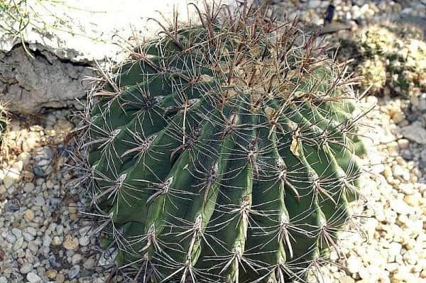 why do cactus grow in the desert