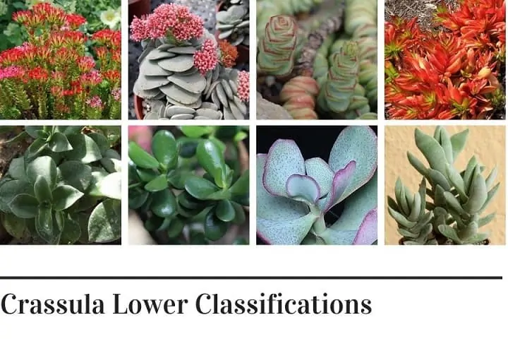 crassula lower classifications