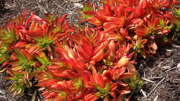 crassula capitella campfire 1