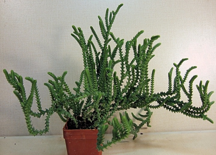 crassula muscosa 1