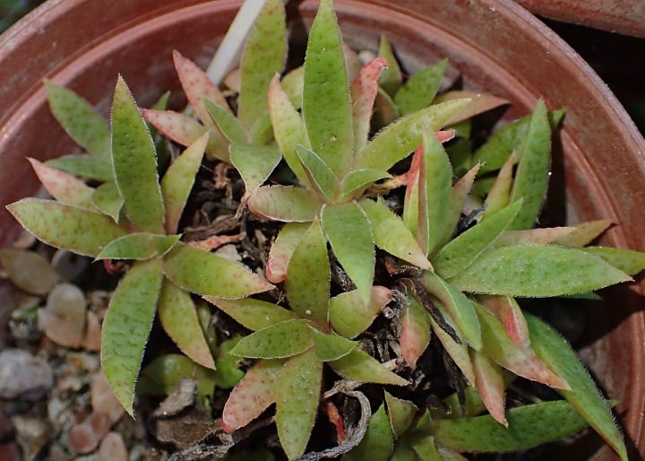 crassula schmidtii 2