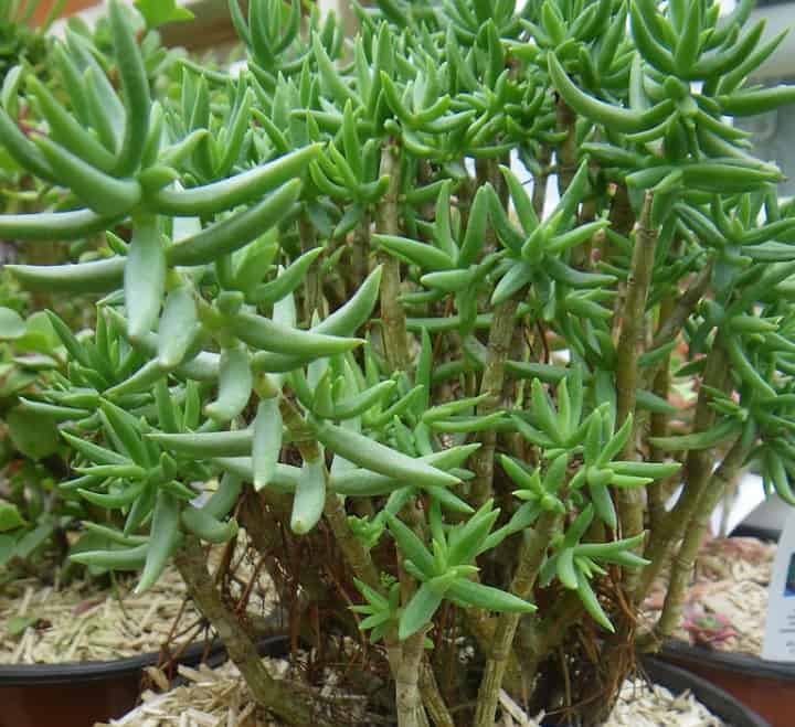 crassula tetragona 1