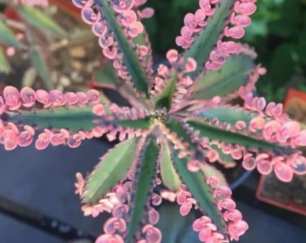 kalanchoe pink butterflies