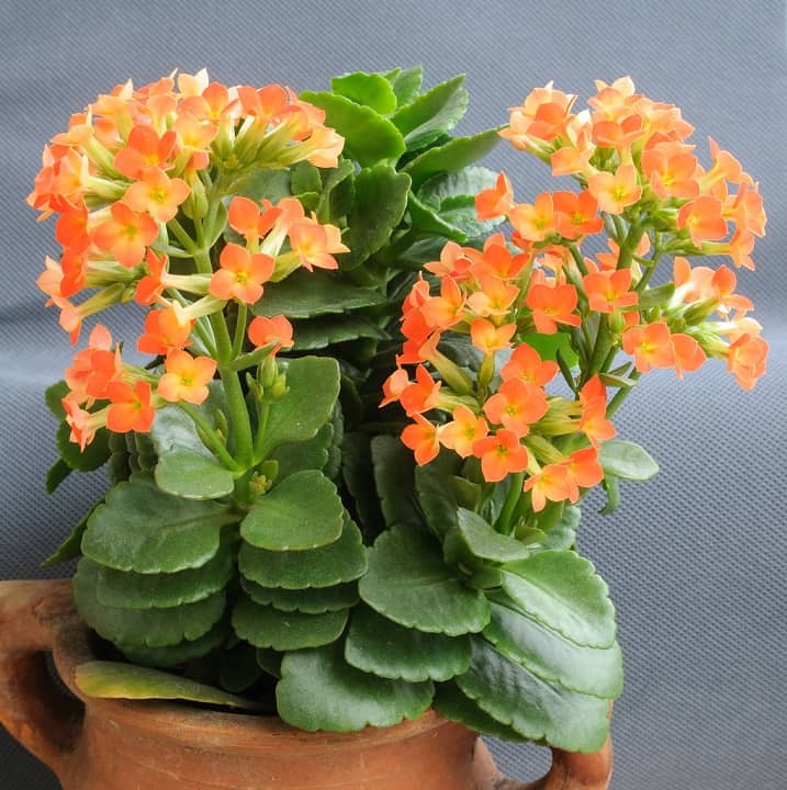 kalanchoe blossfeldiana 1