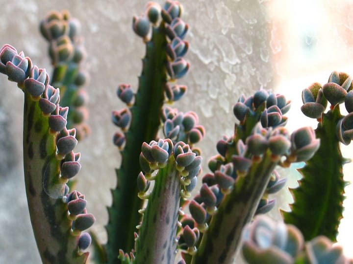 kalanchoe daigremontiana 1