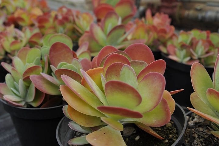 kalanchoe thyrsiflora 1