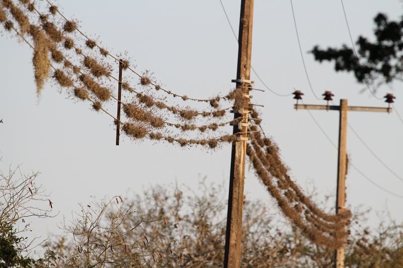 tillandsia recurvata