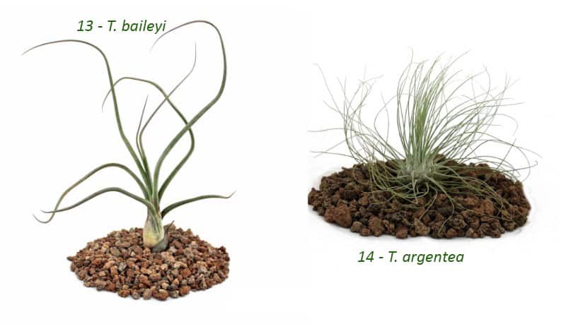 air plant species