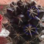 cactus areola 2