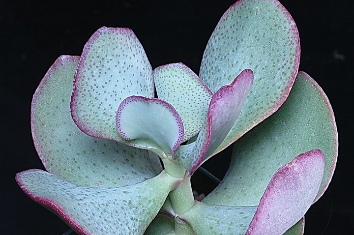 crassula arborescens