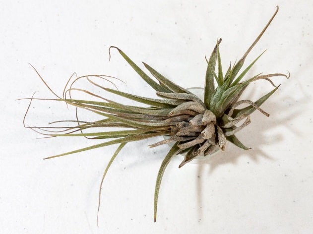 dehydrated air plant