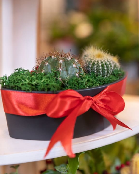 gifting cactus