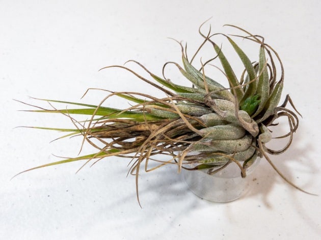 how to tell if air plant is dead