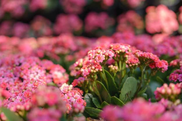 kalanchoe lower classifications