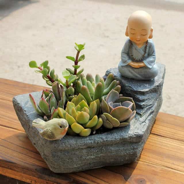 succulents feng shui