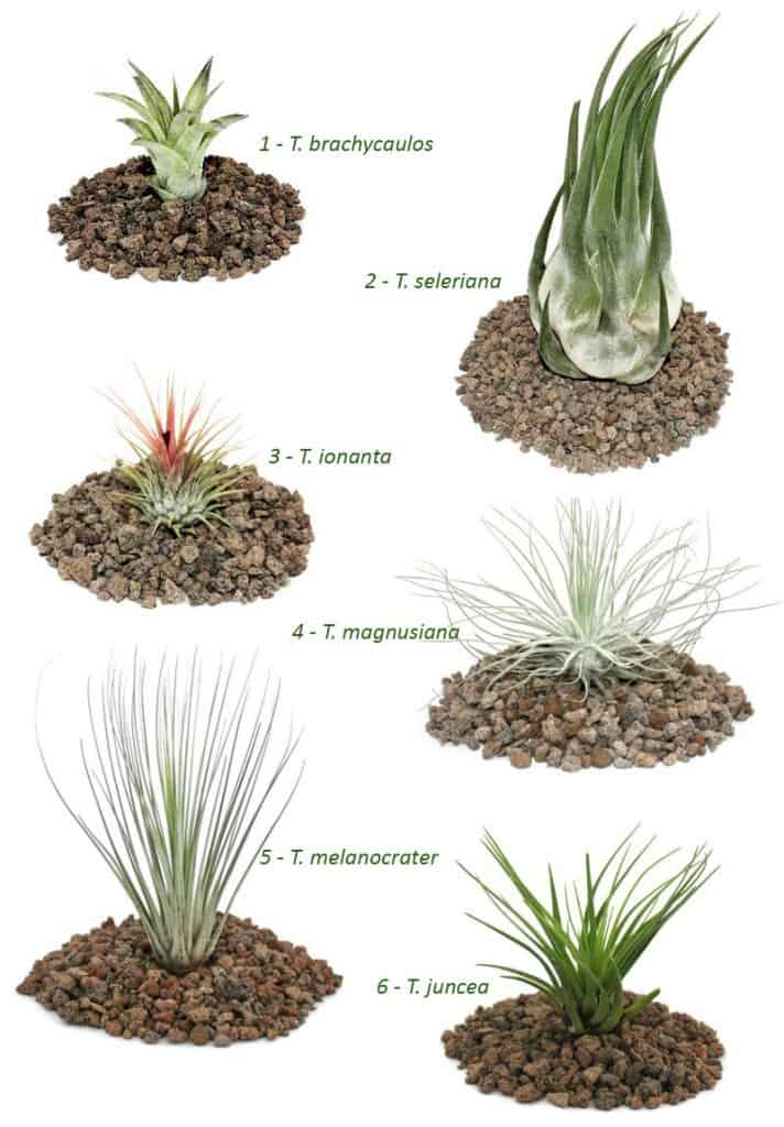 tillandsia species