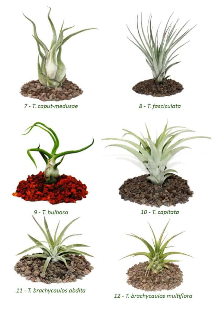 types of air plants