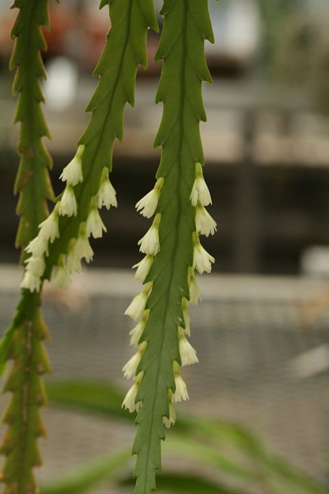 rhipsalis houlletiana 1