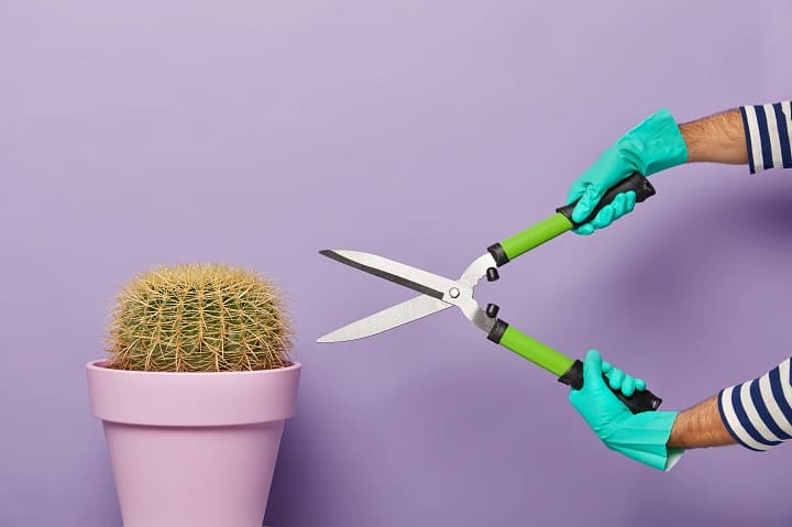 can you trim a cactus
