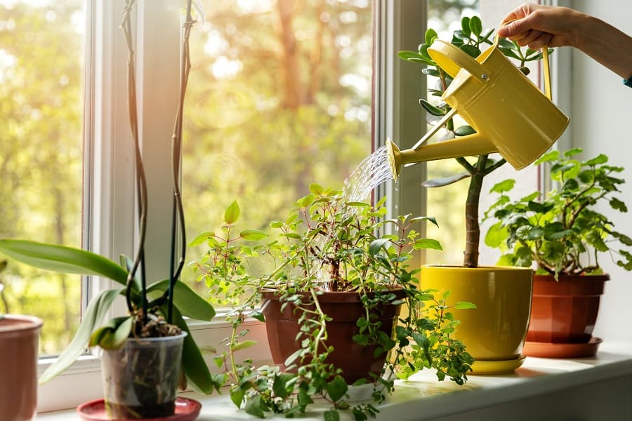 watering plants