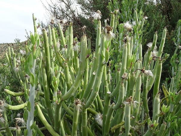 senecio anteuphorbium