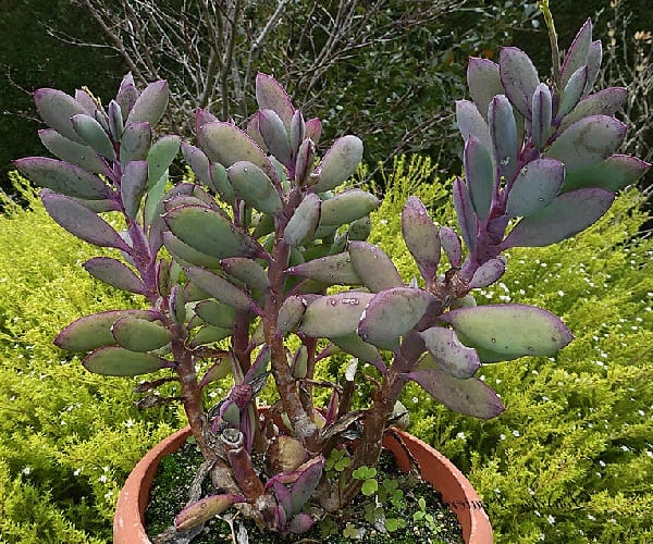 senecio crassissimus