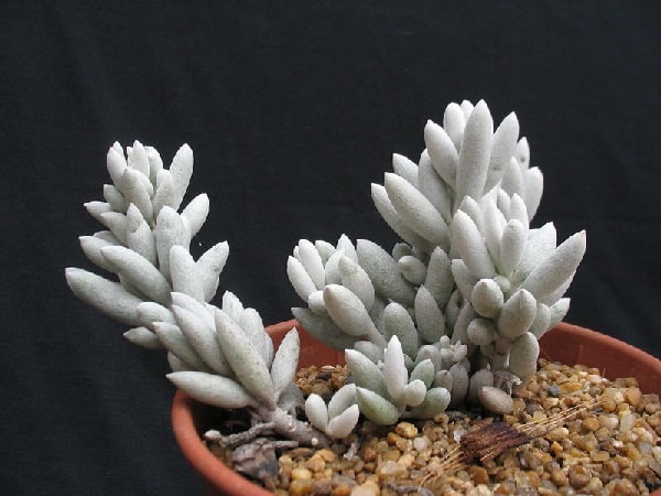 senecio ficoides