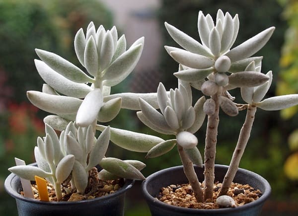 senecio haworthii