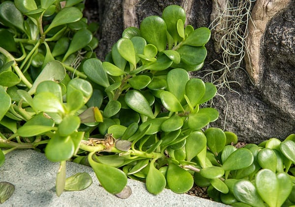 senecio jacobsenii