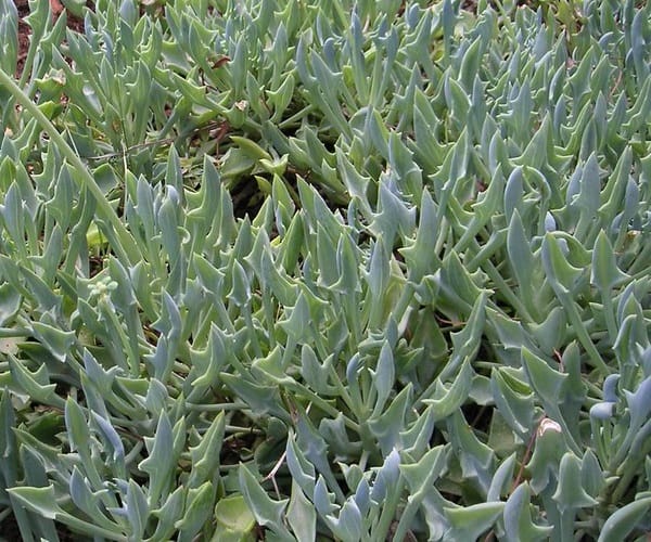 senecio kleiniiformis