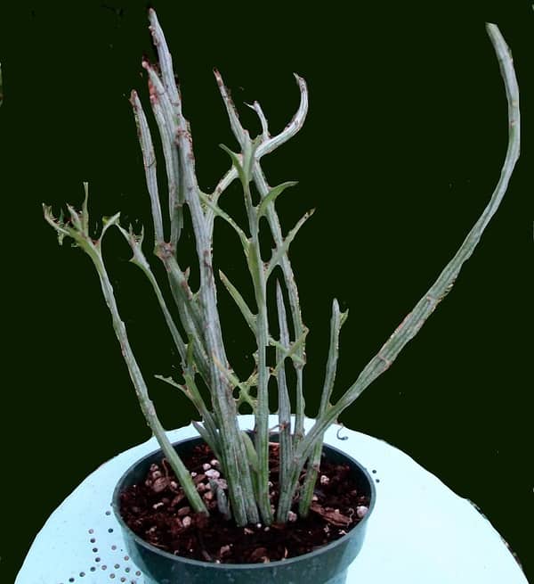 Senecio descoingsii Succulent daisy relative w/ blue-gray stems 