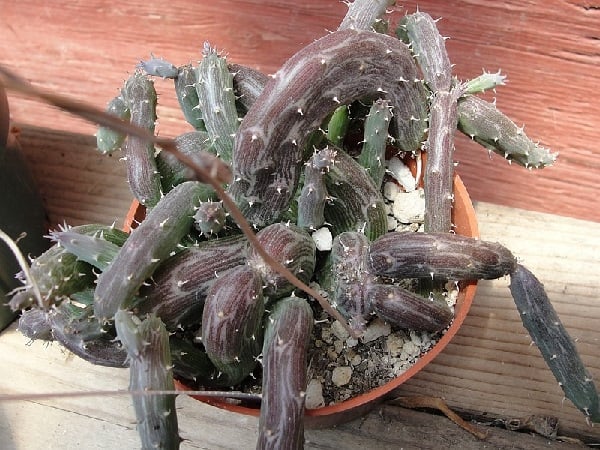 senecio pendulus