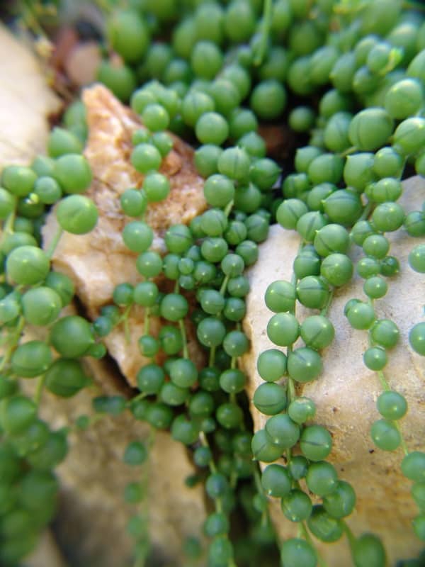 senecio rowleyanus