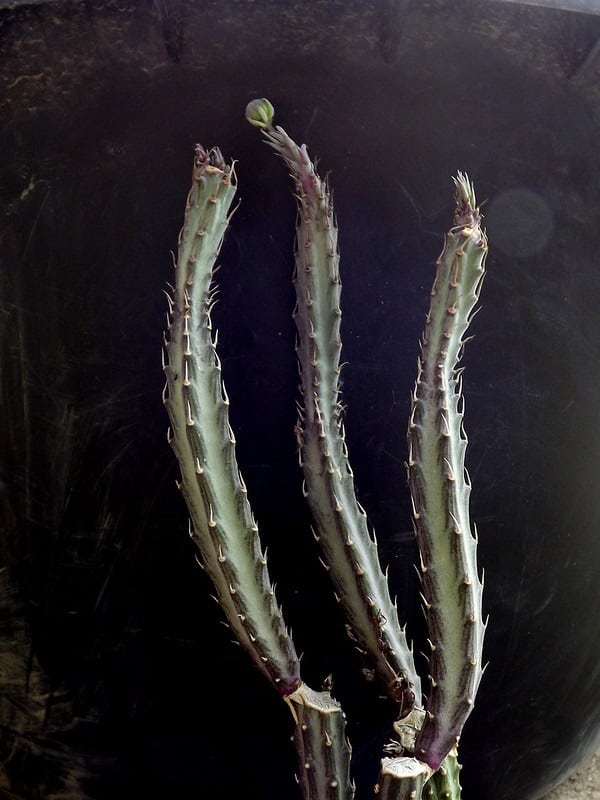 senecio stapeliiformis